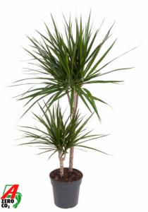 Dracaena marginata