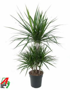 Dracaena marginata