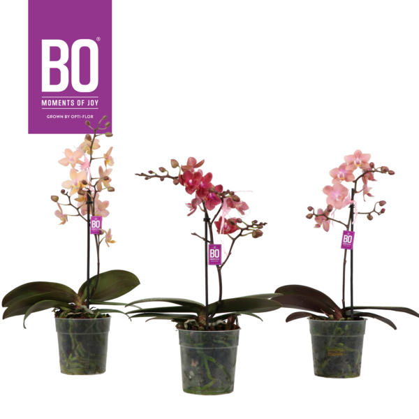 Phalaenopsis Multiflora Fragrance BO Collection mix