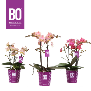 Phalaenopsis Multiflora Fragrance Bo Collection mix