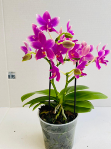 Phalaenopsis Multiflora Fragrance Cherrey Blossem