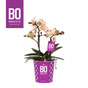 Phalaenopsis Multiflora Fragrance BO Collection