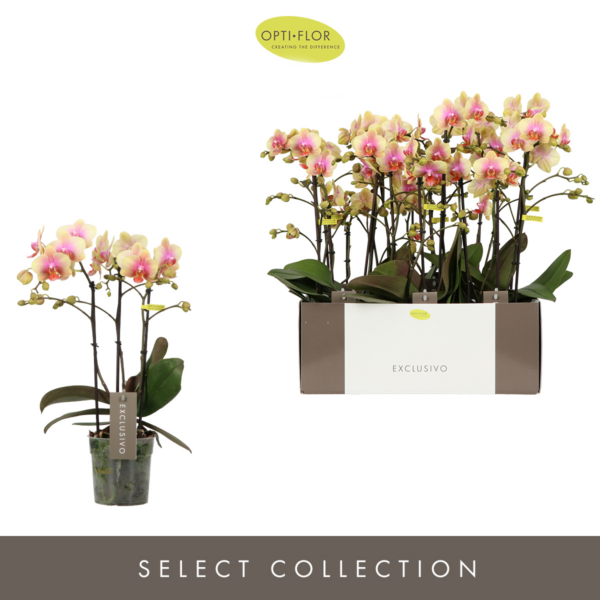 Phalaenopsis Multiflora Exclusivo Belle Helene