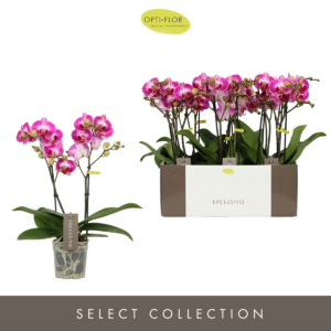 Phalaenopsis Multiflora Exclusivo Bing