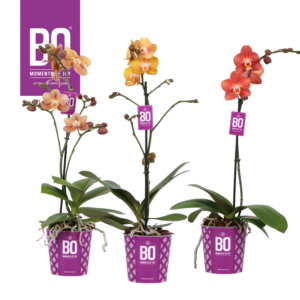 Phalaenopsis Multiflora Colours Bo Collection