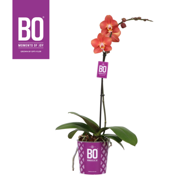 Phalaenopsis Multiflora Colours BO Collection Horizion