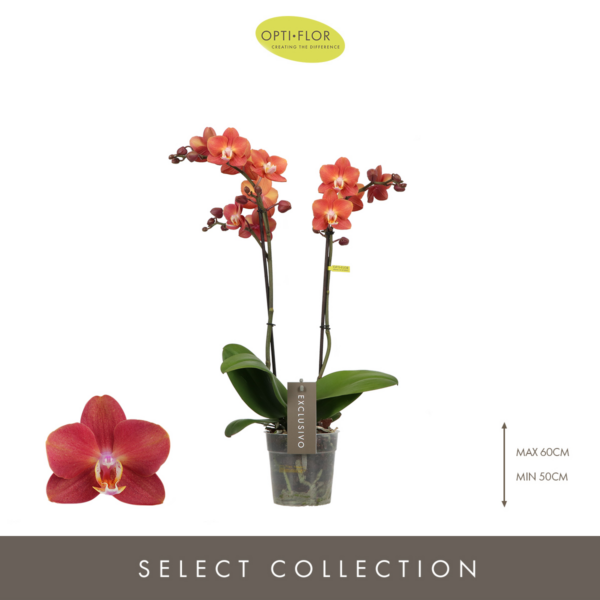 Phalaenopsis Exclusivo Horizion Gold