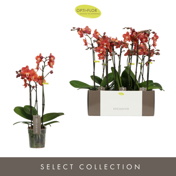 Phalaenopsis Exclusivo Horizion Gold