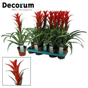 Guzmania Bandera