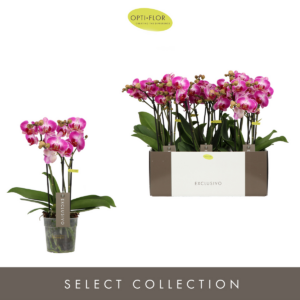 Phalaenopsis Multiflora Exclusivo Bing