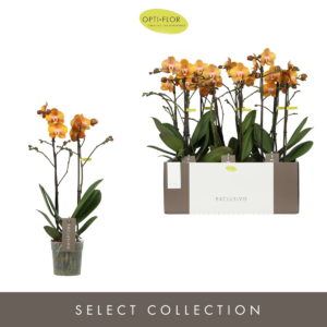 Phalaenopsis Multiflora Exclusivo Las Vegas Gold