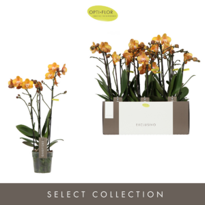 Phalaenopsis Multifloratypes Exclusivo Anthura Las Vegas