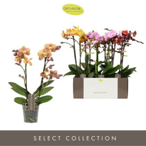 Phalaenopsis Multiflora Exclusivo mix