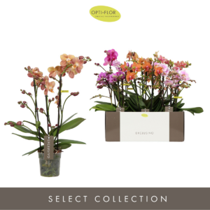 Phalaenopsis Multiflora Exclusivo mix