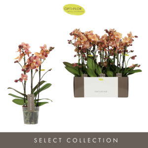 Phalaenopsis Multifloratypes Exclusivo Anthura Monaco