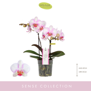 Phalaenopsis MyMonro Make-up