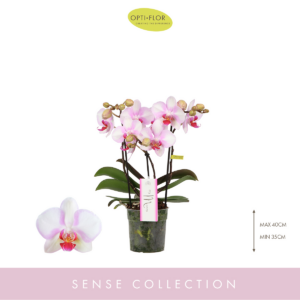 Phalaenopsis MyMonro Make-up