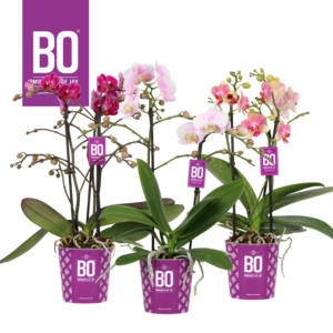 Phalaenopsis Multiflora Colours BO Collection mix