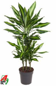 Dracaena fragrans 'Cintho'