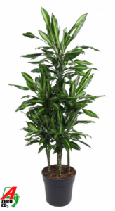 Dracaena fragrans 'Cintho'