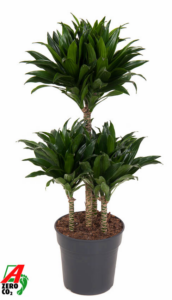 Dracaena fragrans 'Compacta'