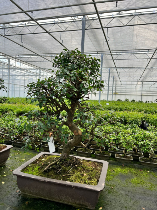 Zelkova parvifolia