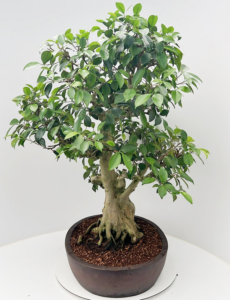 Ficus retusa