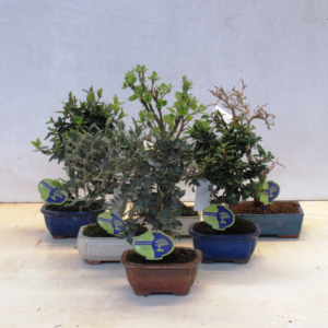 Bonsai mix outdoor mediterranea