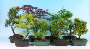 Bonsai mix outdoor