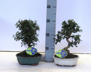 Olea sylvestris