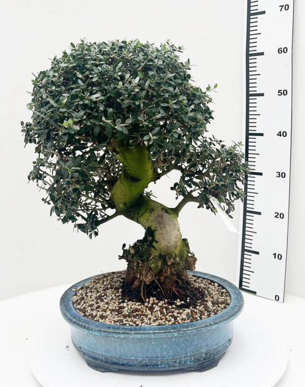 Olea sylvestris