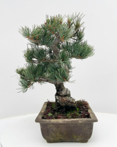 Pinus parviflora