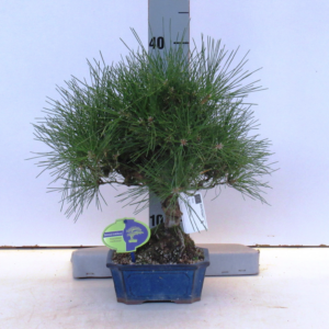 Pinus thunbergii