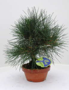 Pinus thunbergii