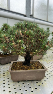 Pinus thunbergii