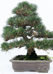 Pinus thunbergii