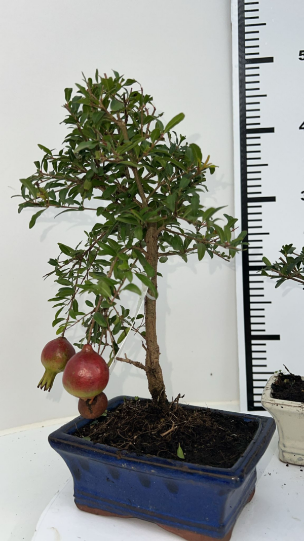 Punica granatum