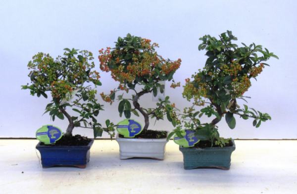 Pyracantha angustifolia