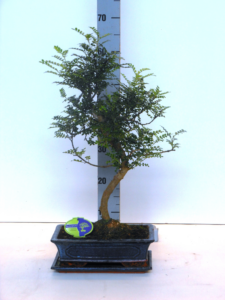 Zanthoxylum piperitum Bonsai