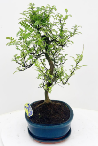 Zanthoxylum piperitum Bonsai