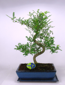 Zanthoxylum piperitum Bonsai