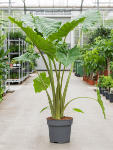 Alocasia 'Portodora'