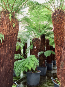 Dicksonia antarctica