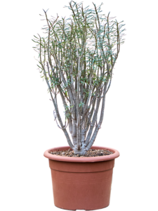 Euphorbia Balsamifera