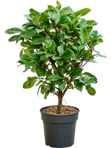 Ficus cyathistipula