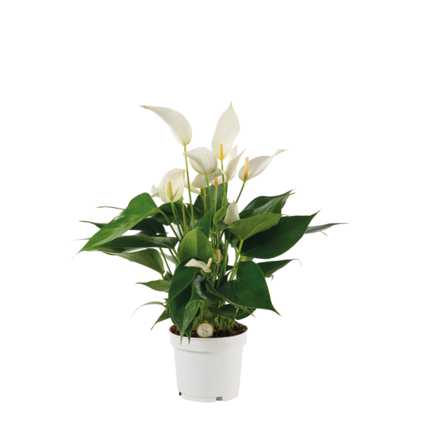 Anthurium Mille Fleurs Cava