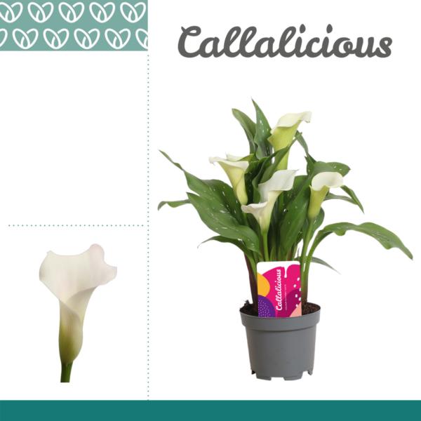 Zantedeschia