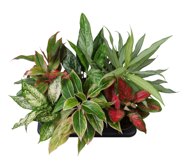 Aglaonema mix