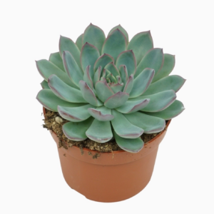 Echeveria 'Apus'