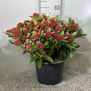 Skimmia japonica Red Dwarf